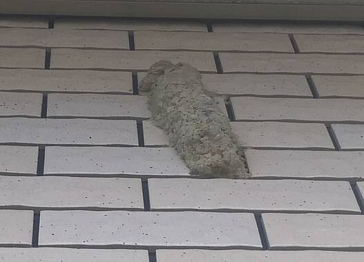 ドロバチの巣駆除二階軒下